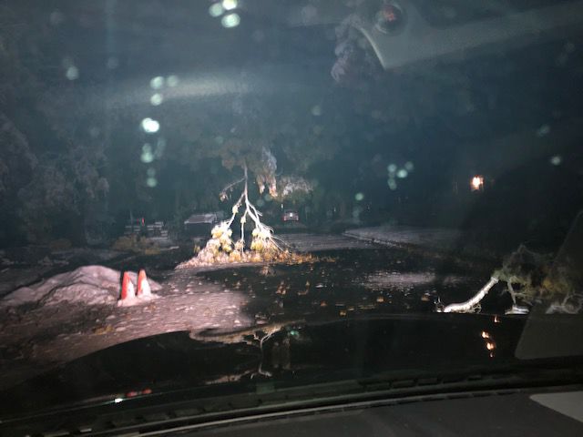 Trees down